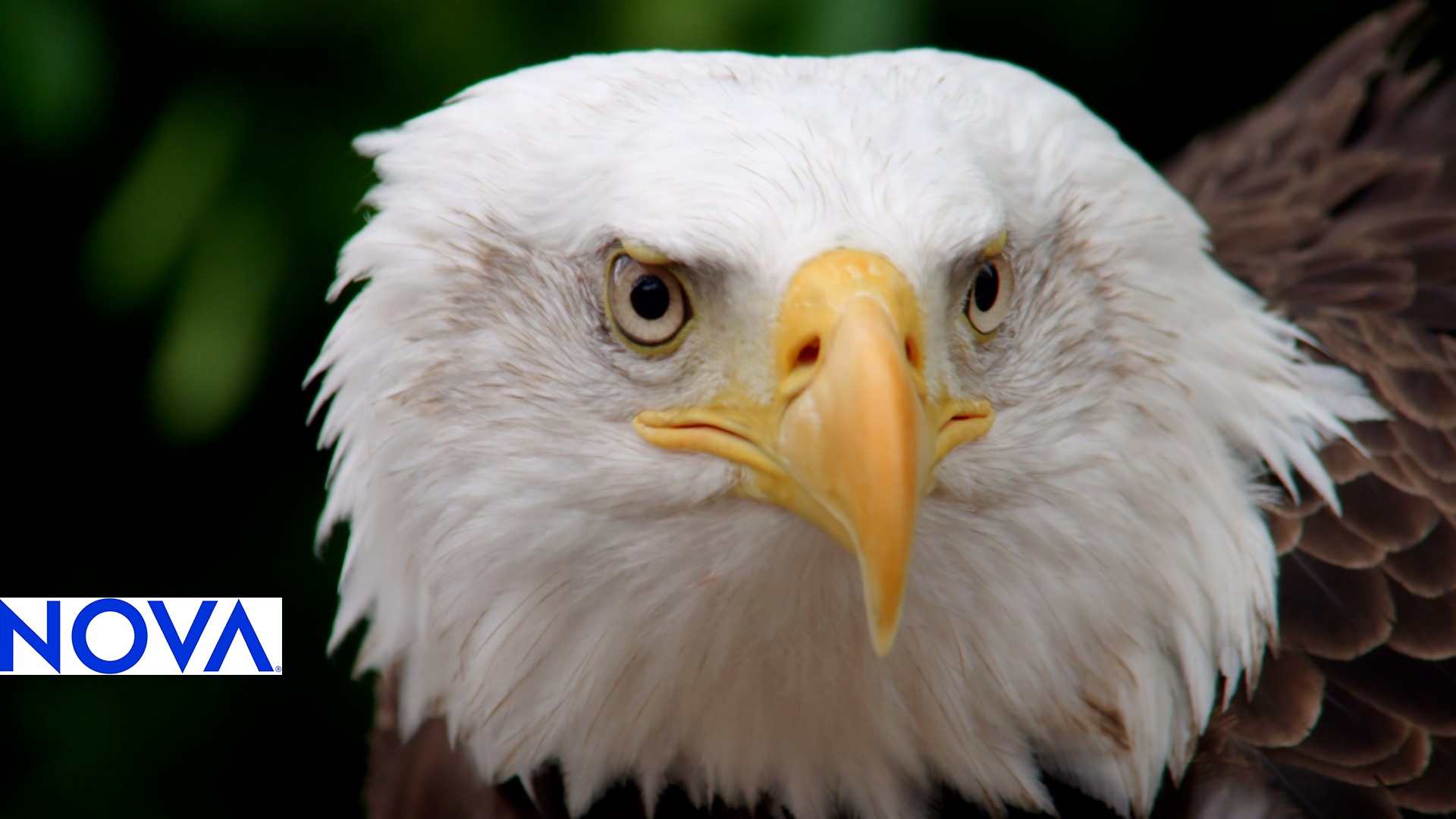 Eagle Eye Structure and Vision | Eagle Power | PBS LearningMedia